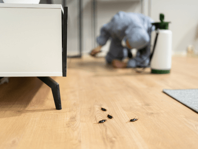 About Spider Extermination Desert Ridge - spider extermination experts in Desert Ridge